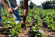 Reportaje- Productores y propietarios de equipos SJM agrícolas reclaman al gobierno pago deuda RD$500 millones