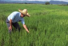 Productores arroceros y legisladores muestran preocupación por derogación decreto protegía el arroz