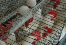 Agricultura anuncia pignoración de ocho millones de libras de pollo para estabilizar precios